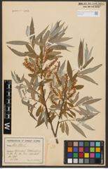 Foto von Salix alba L.